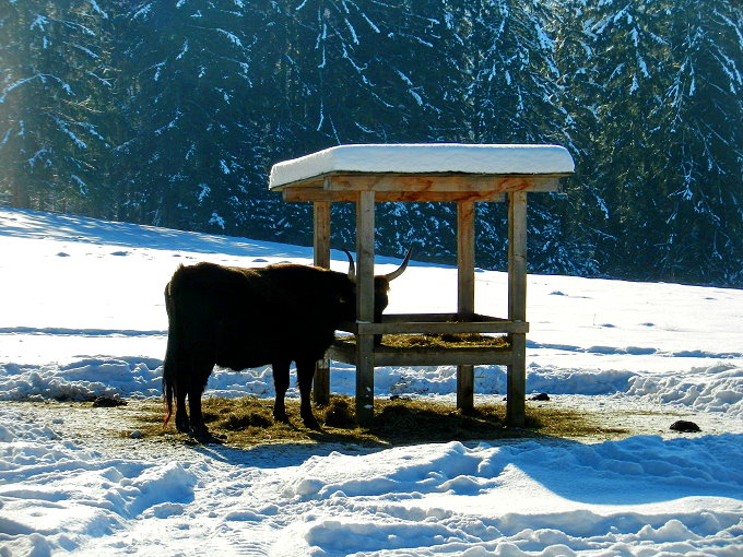 Nationalparkzentrum Falkenstein 2