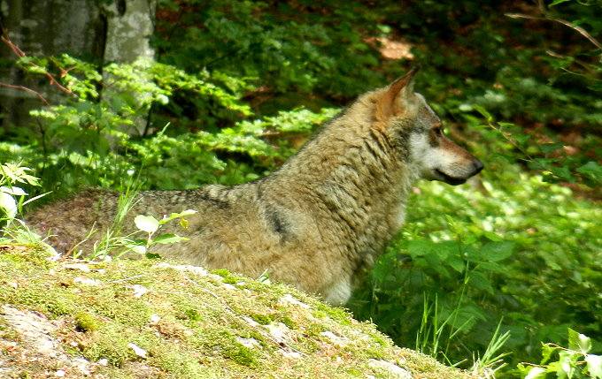 Nationalparkzentrum Lusen 5