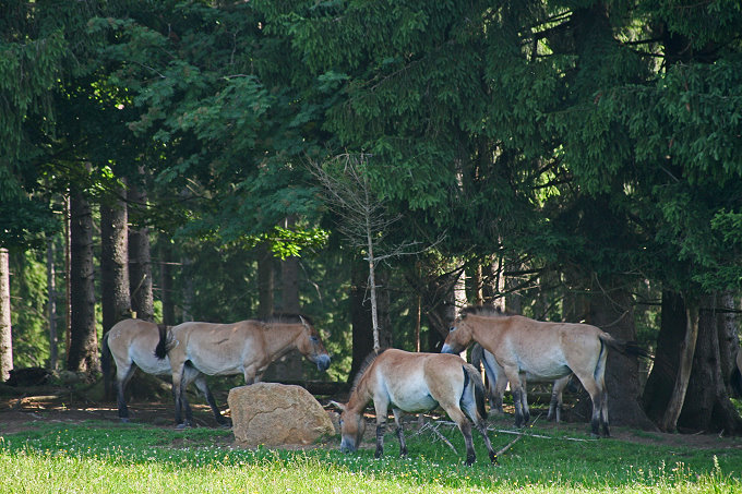 Naturparkzentrum Falkenstein 3