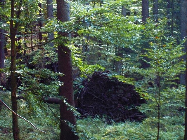 Riedlhütte, Urwald pur  ...