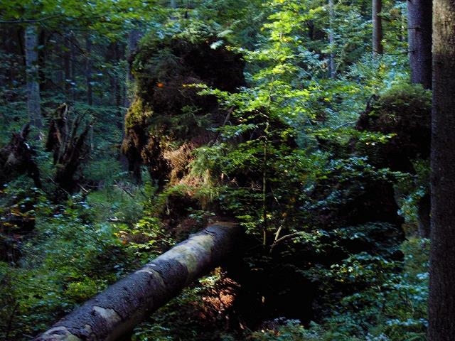 Riedlhütte, Urwald pur  ...