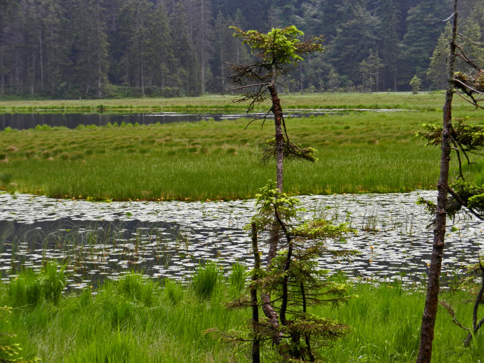 Großer Arbersee 6