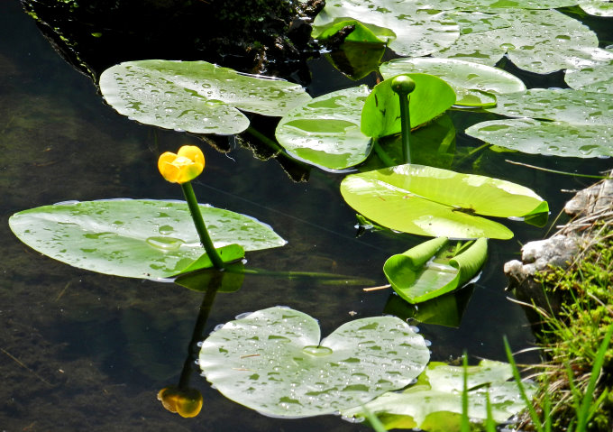 Großer Arbersee 7