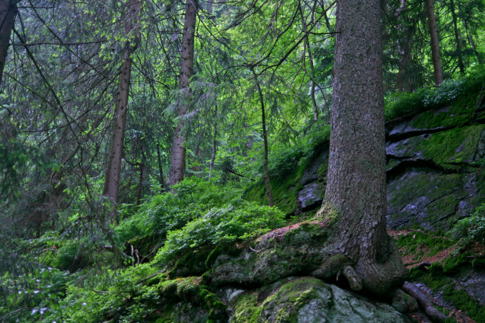 Großer Arbersee 3