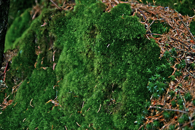 Großer Arbersee 4