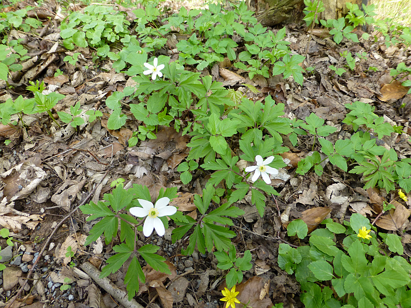 D:Bayern>Miltenberg>Mildenburg>Waldblumen