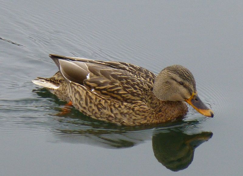 D:Bayern>Wörth>Ente im Main