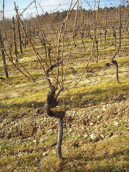 ERLENBACH-TIEFENTHAL > Weinberg