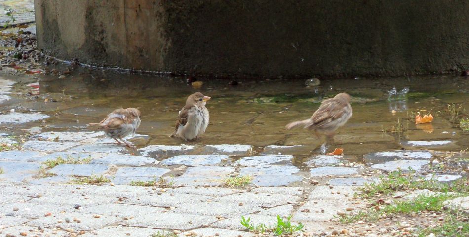 H:Eger>Schneckenbrunnen5