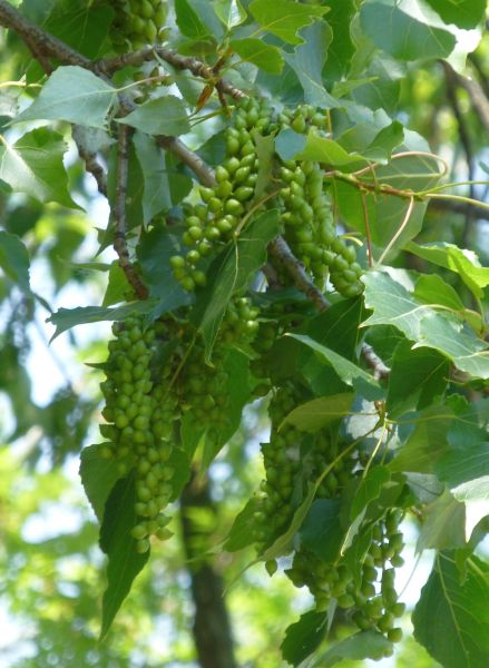 H:Mezőkövesd>Baum>Frucht