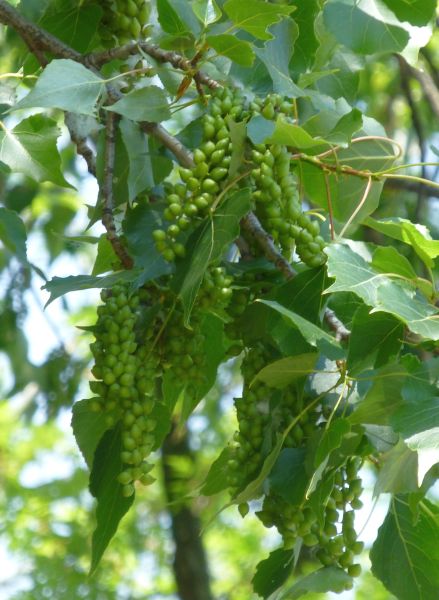 H:Mezőkövesd>Baum>Frucht