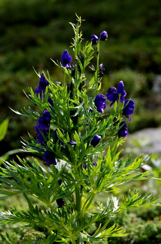 Wandern am Faalkert See in den Nockbergen 4
