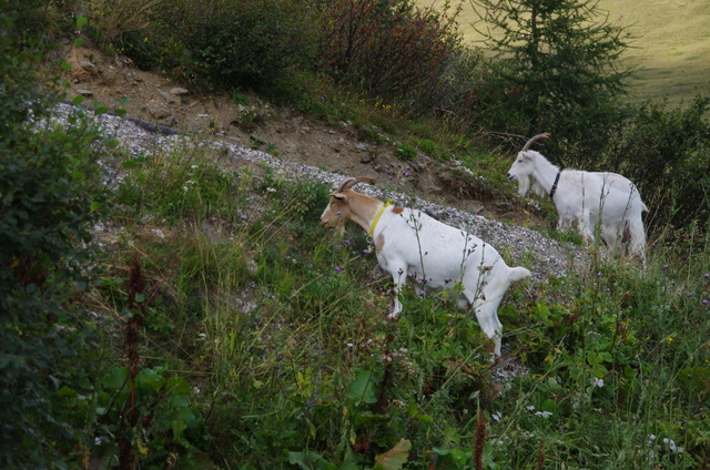 Wandern am Faalkert See in den Nockbergen 3