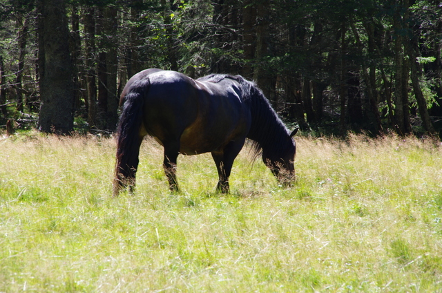 Wanderung im Seebachtal / Mallnitz