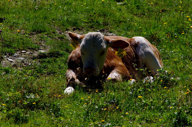 Wanderung im Seebachtal / Mallnitz 5