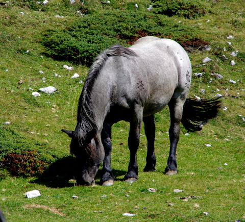 Wanderung auf der Villacher Hochalpenstrasse