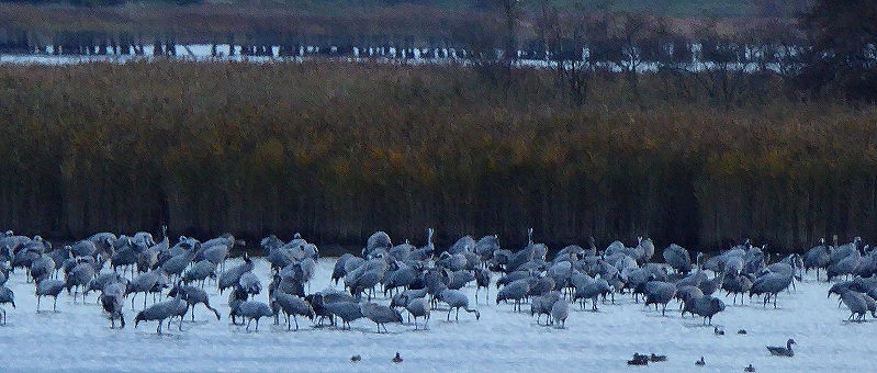 20 8 Bodden Kraniche 186