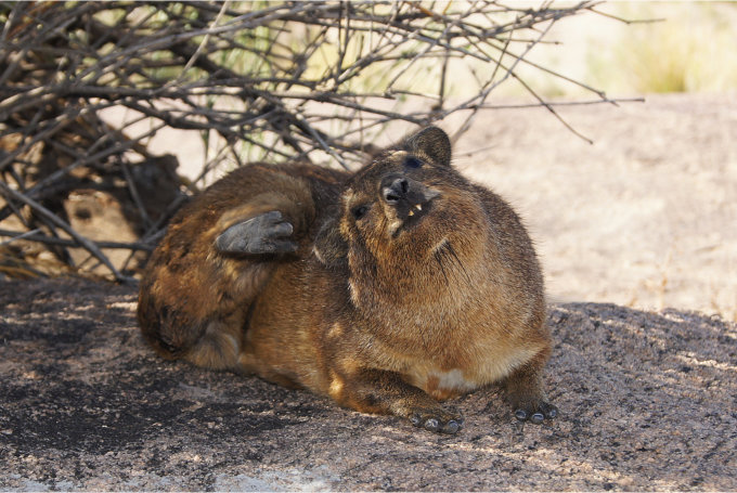 Dassie-15