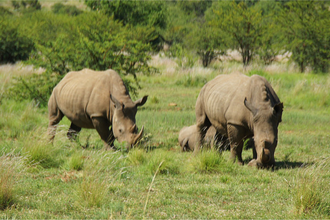 Pilanesberg-16