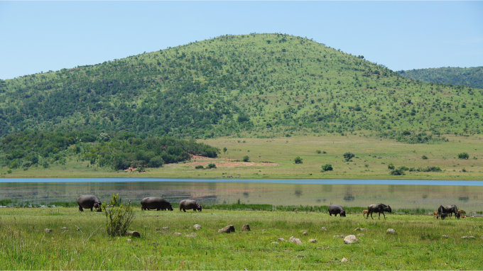 Pilanesberg-19