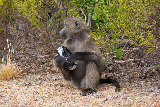 CapePoint-02