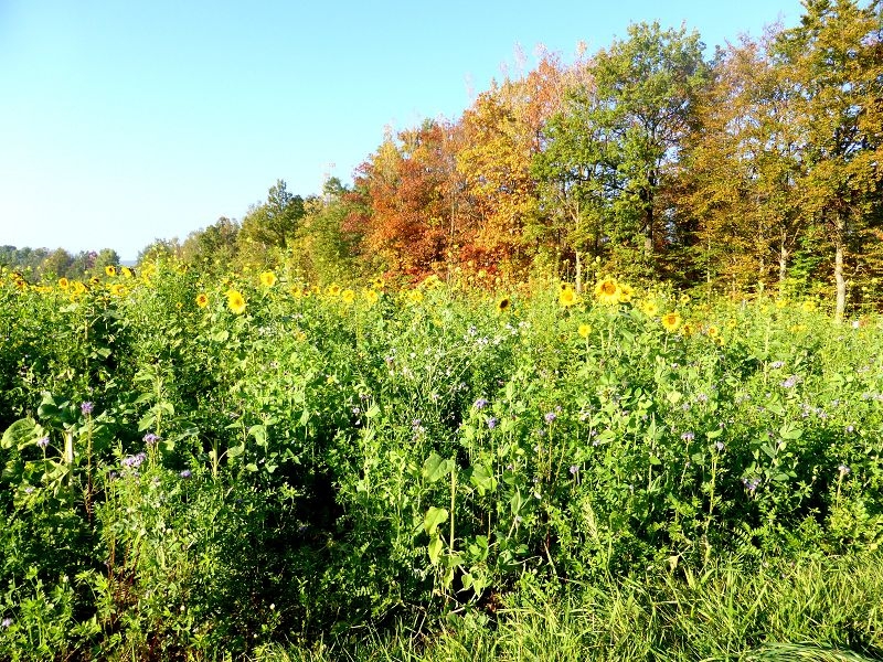 Herbstspaziergang