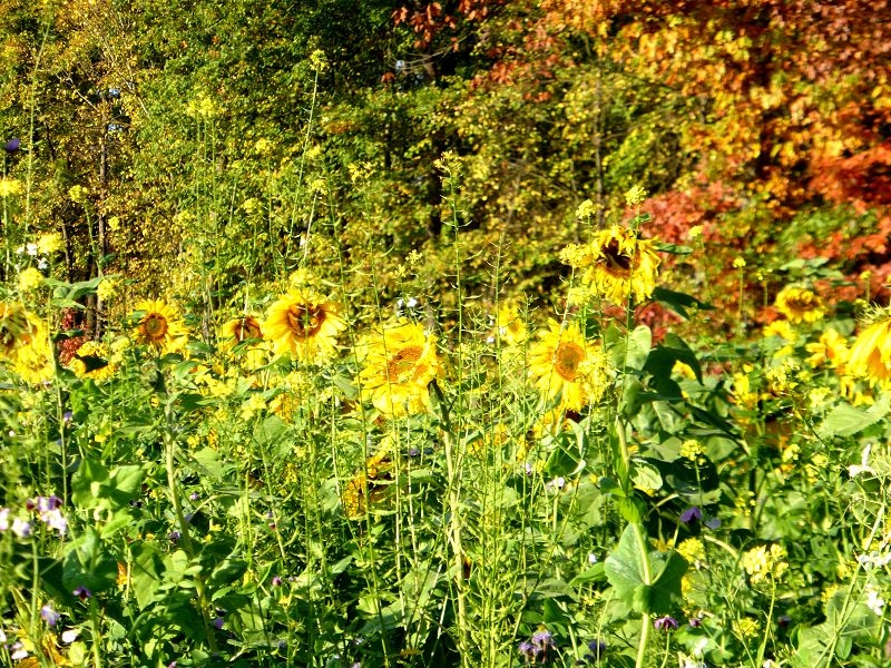 Herbstspaziergang