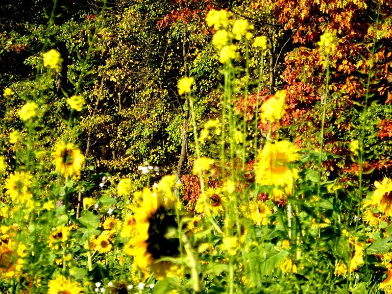 Herbstspaziergang