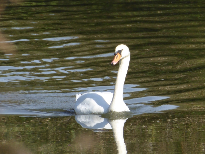 die Altmühl im Spätherbst 2014