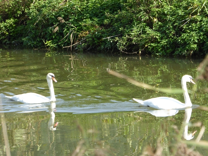 die Altmühl im Spätherbst 2014