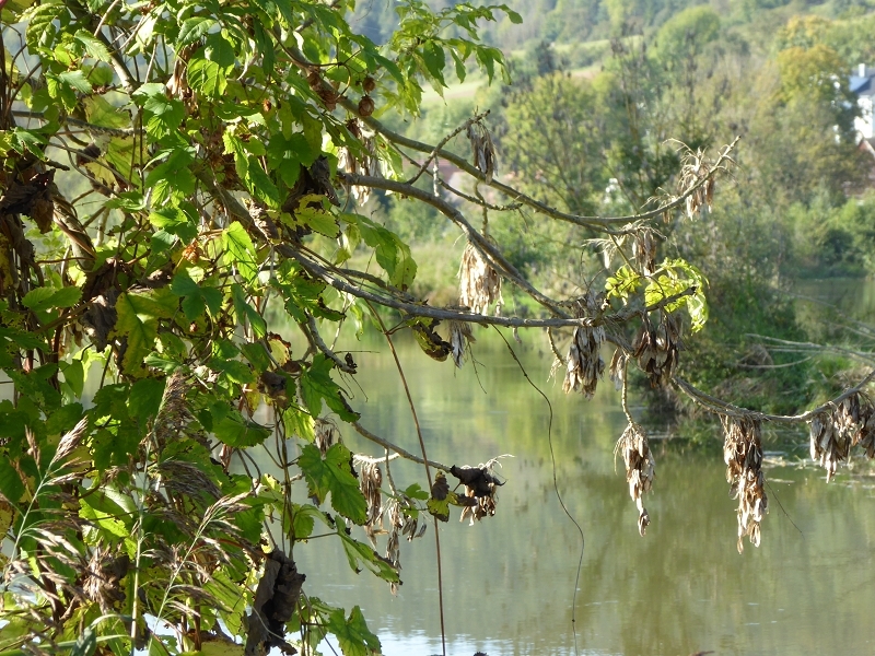 an der Altmühl, Sept. 2014