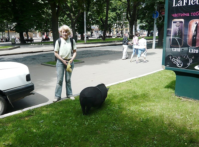 Lemberg > Spaziergang mit Schwein