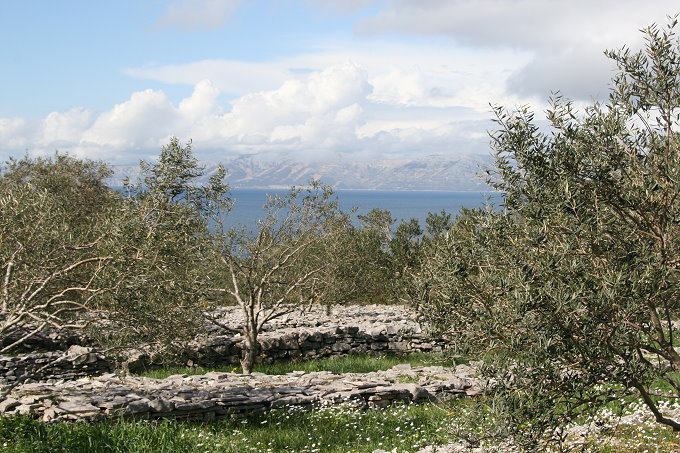 Frühling in Vela Luka 4