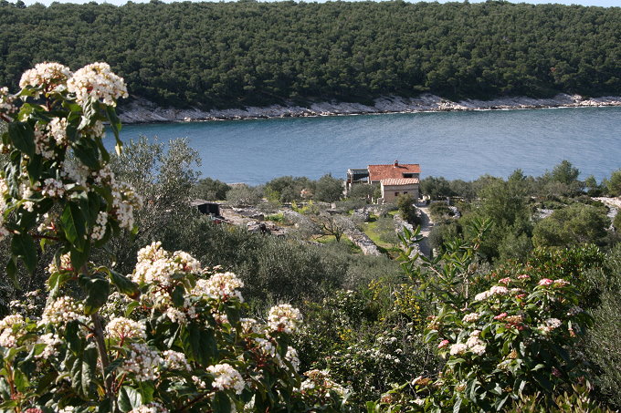 Frühling in Vela Luka 5