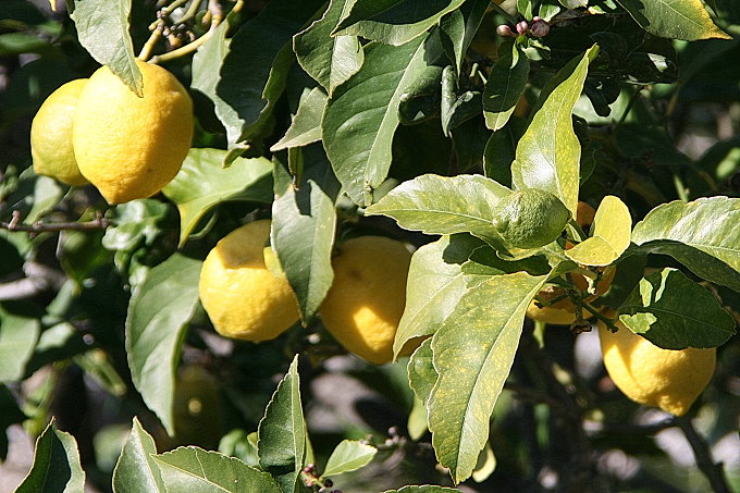 Frühling in Vela Luka 8