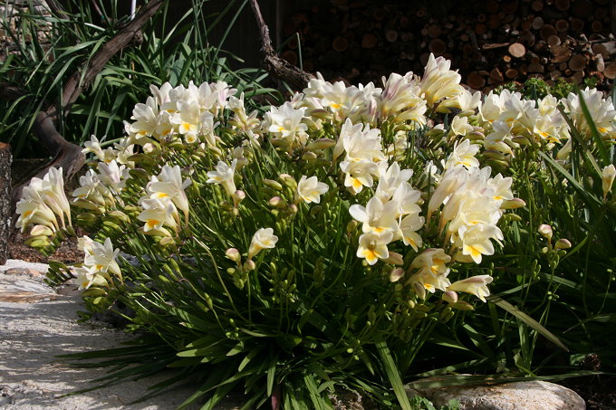 Frühling in Vela Luka 2