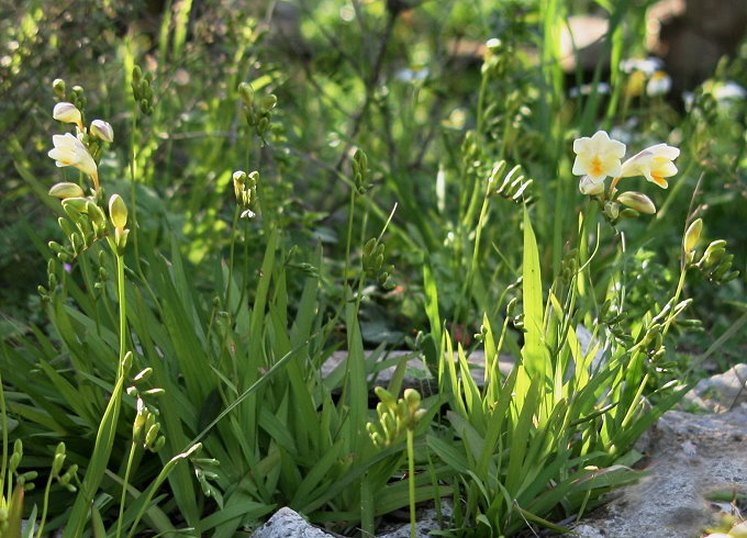 Frühling in Vela Luka 3