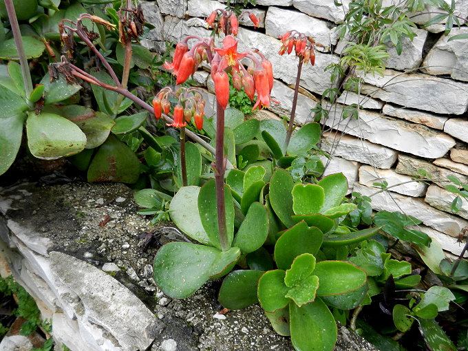 Frühling in Vela Luka 5