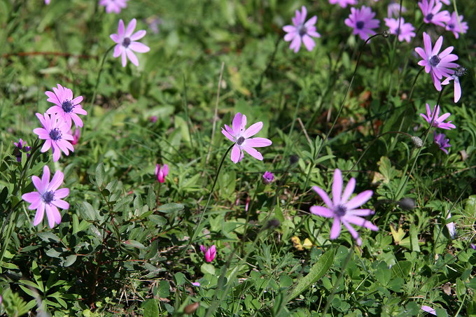 Frühling in Vela Luka 3