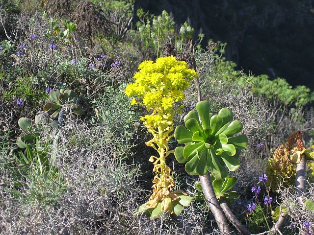 CALDERA DE BANDAMA