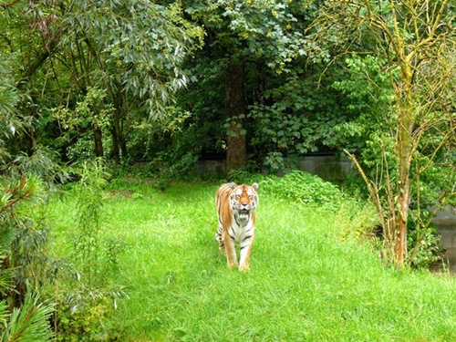 Zoo Hellabrunn Der Tiger