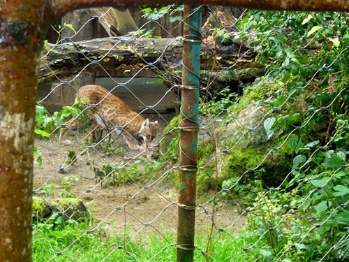 Zoo Hellabrunn Die Luxmama und ihr Junges