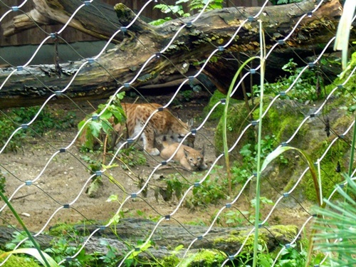 Zoo Hellabrunn Die Luxmama und ihr Junges