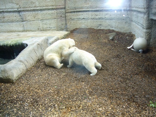 Zoo Hellabrunn Verspielte Eisbären