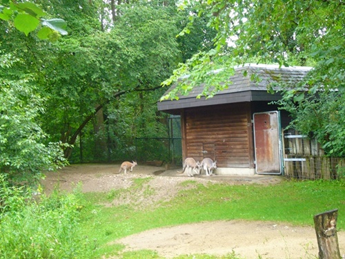 Zoo Hellabrunn Kängeruhs