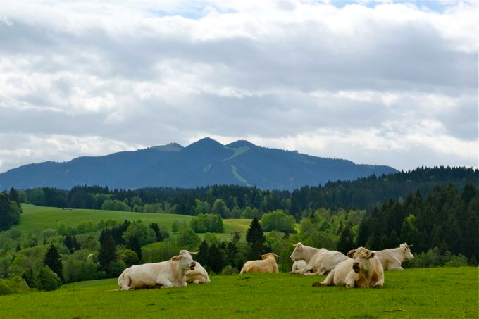 AMMERTAL zwi. Bad Bayersoien u. Saulgrub > Wanderung 5