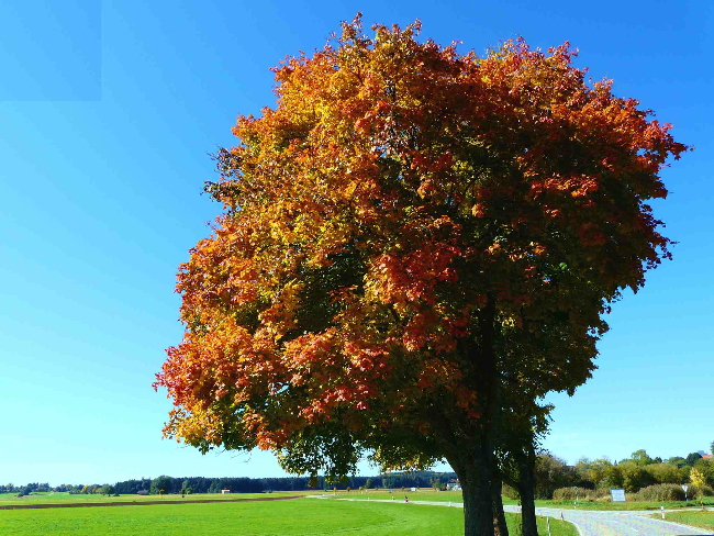 HOLZKIRCHEN>Baiernrain>Baumgruppe