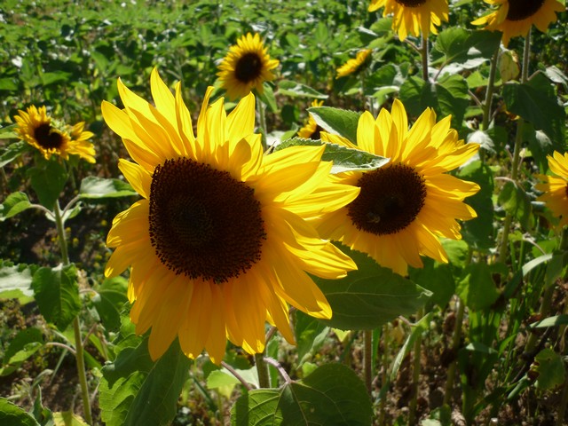 Endlich Sommer und wie 4