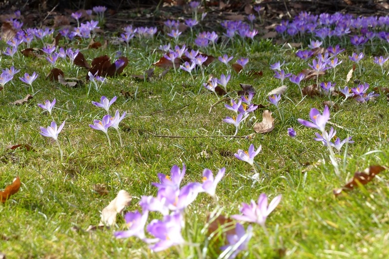 Garten blüht auf