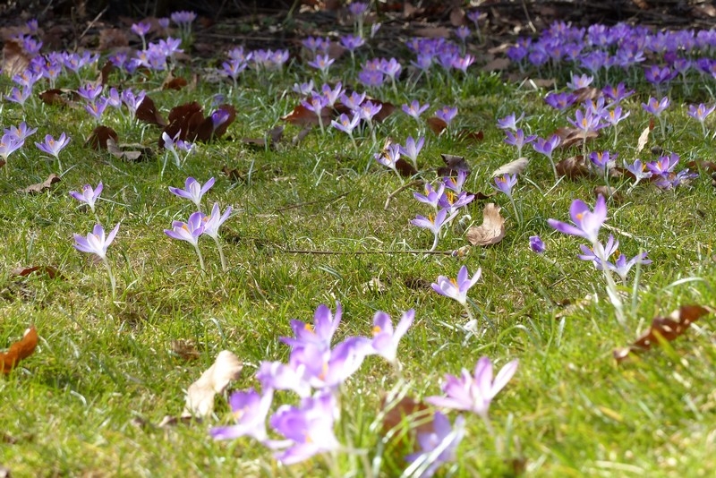 Garten blüht auf